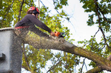 Tree Surgeon Woking Surrey